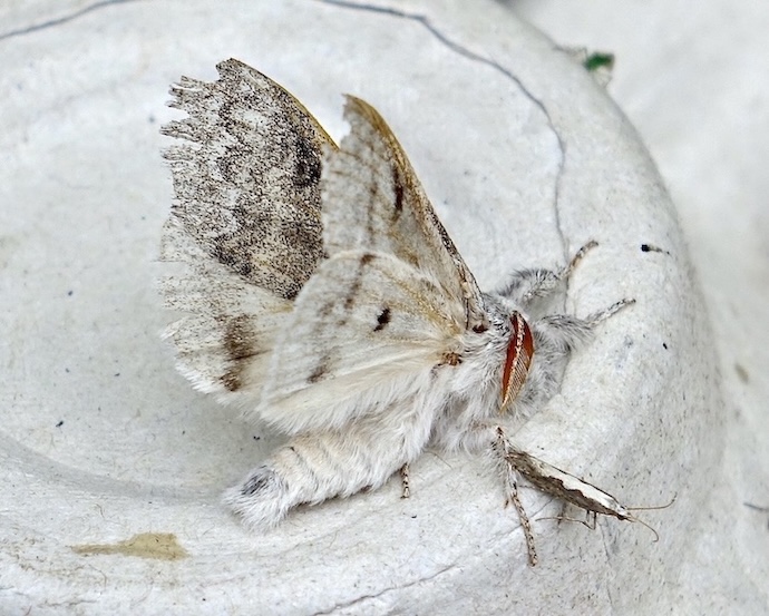 pale tussock